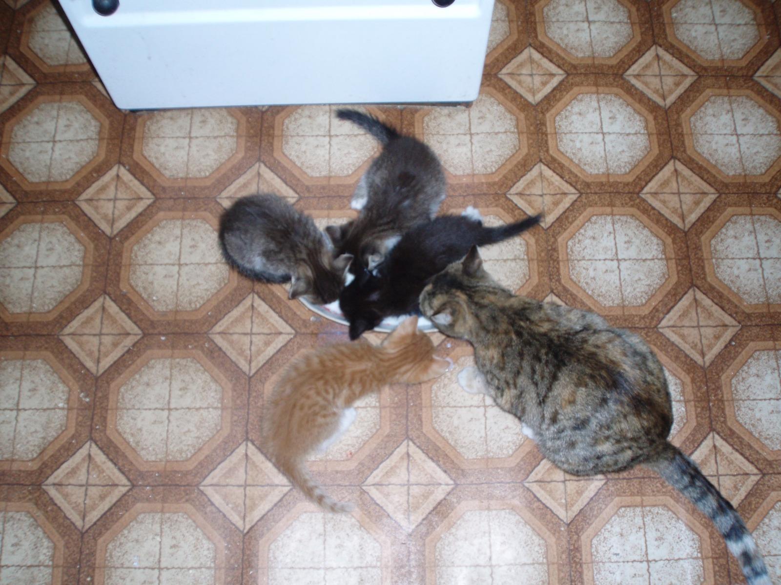 Фото В снегу и за рулем: в Новосибирске опубликовано свыше 50 фото милых питомцев к Дню кошек 39 - Сиб.ФМ Фото В снегу и за рулем: в Новосибирске опубликовано свыше 50 фото милых питомцев к Дню кошек 39